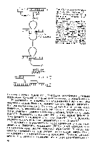 Рис. 60. Схема предполагаемого участия нуклеазы Ree B D (экзонуклеазы V) в инициации гомологичной рекомбинации