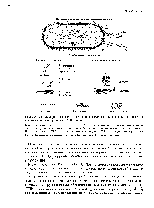 Рис.2,8. Схема <a href="/info/1579542">строения прокариотической клетки</a> (<a href="/info/32980">бактериальная клетка</a> в продольном разрезе) (по Г. Шлегелю)