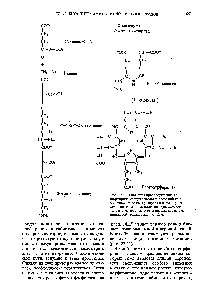 Рис. 22-12. <a href="/info/1099531">Биосинтез протопорфирина</a> IX (порфирина, содержащегося в гемоглобине и миоглобине). Атомы углерода и <a href="/info/197967">азота</a>, происходящие из глицина, выделены красным. Остальные углеродные атомы происходят из сук-цивильной группы сукцинил-СоА.
