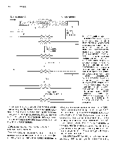 Рис. 8.6. <a href="/info/200522">Случайный мутагенез</a> с использованием вырожденных олигонуклеотидов и ПЦР. Левую и правую части гена-мишени амплифицируют по отдельности с помощью ПЦР. Соответствующие <a href="/info/187941">праймеры</a> показаны горизонтальными стрелками. Вырожденные олигонуклеотиды изображены стрелками с тремя зазубринами, каждая из которых отвечает нуклеотиду, не комплементарному соответствующему нуклеотиду в гене-мишени. Амплифици-<a href="/info/370274">рованные</a> фрагменты очищают, денатурируют до <a href="/info/332352">полного разделения</a> цепей и ренатури-руют. В результате образуются частично <a href="/info/1382244">двухцепочечные</a> молекулы ДНК, спаренные в области гена-мищени. Их достраивают с помощью ДНК-полимеразы и проводят ПЦР-амплификацию. ПЦР-продукты расщепляют <a href="/info/33665">эндонуклеазами рестрикции</a> А и В и встраивают в вектор, обработанный теми же ферментами.