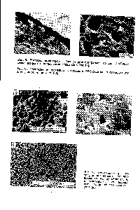 Рис. 6. Изображение <a href="/info/476544">травленой поверхности</a> АБС-дластика в <a href="/info/129214">сканирующем электронном</a> микроскопе [16].