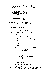 Фиг. 92. Этапы <a href="/info/108578">биосинтеза белка</a>, фермент, <a href="/info/104786">активирующий аминокислоту</a> К,—СН(НН2)С00Н. -РНК — транспортная РНК для этой аминокислоты.