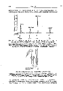 Рис. 24.1. Диаграммы элюирования <a href="/info/444">гиалуроновой кислоты</a> (ГК), гепаринсер-ной кислоты (ГСК), хондроитинсерной кислоты (ХСК) и гепарина [2].