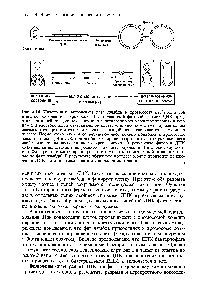 Рис. 4.14. <a href="/info/32962">Интеграция</a> (включение) фага <a href="/info/590442">лямбда</a> в хромосому Es heri hia oli и его освобождение из хромосомы (исключение). В фаговой частице ДНК представлена линейной <a href="/info/32844">двойной спиралью</a> с неспаренными комплементарными концами. В растворе или в <a href="/info/32980">бактериальной клетке</a> липкие комплементарные концы связываются друг с другом, и разрыв в каждой цепи закрывается с помощью лигазы. После этого замкнутое <a href="/info/1382244">двухцепочечное</a> кольцо подходит к хромосоме (между генами gal и Ыо), обе двойные спирали разрываются и образовавшиеся свободные концы воссоединяются крест-накрест. В результате фаговая ДНК оказывается включенной (встроенной, или интегрированной) в хромосому хозяина. Фаг превратился теперь в <a href="/info/33307">профаг</a>, и клетка стала лизогенной (в данном случае по фагу <a href="/info/590442">лямбда</a>), В результате <a href="/info/6230">обратного процесса</a> может произойти <a href="/info/1642462">выключение</a> ДНК фага и переход ее в автономное состояние.