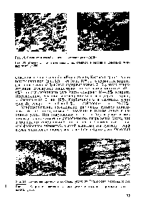 Рис. 20. Массивные пиритные гнезда включенных в витринит советских жирных углей. X 250.