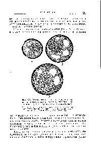 Фиг. 152. Гаплоидное (Л), диплоидное (Б) и тетра-плоидное (В) пыльцевые зерна одного сорта гиацинта с 12, 24 и 48 хромосомами соответственно.