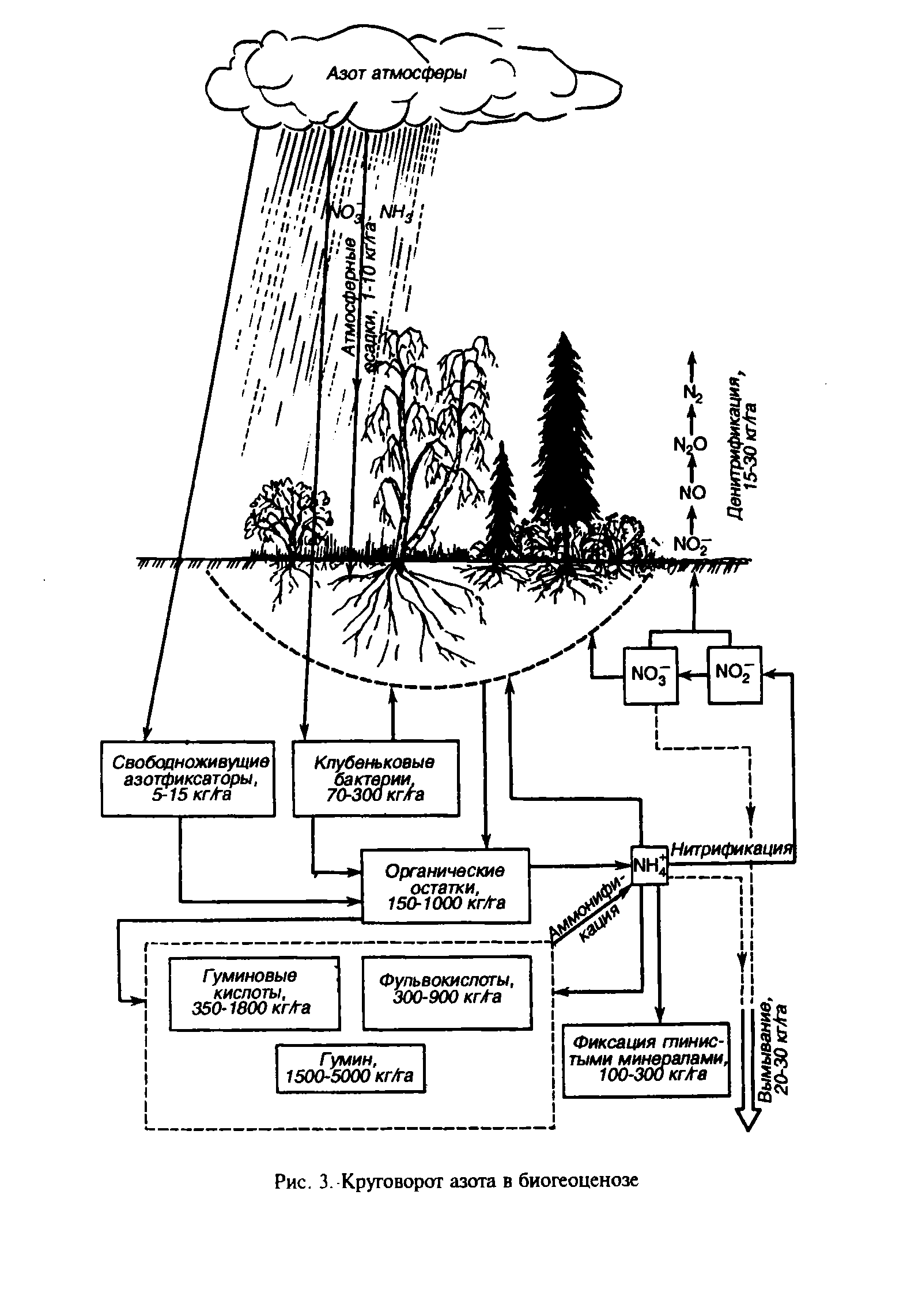 Схема круговорота углерода в природе впр. Схема круговорота биогеохимического цикла азота. Схема 2 круговорот азота в природе. Круговорот азота в экосистеме. Биогеохимический круговорот азота схема.