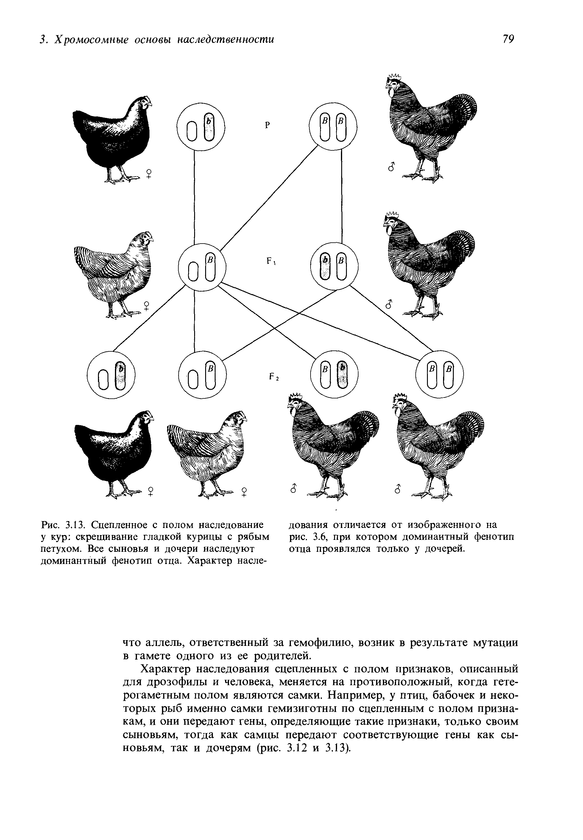 Гетерозиготную курицу с гребнем и голыми. Таблица доминантных признаков у кур. Наследование окраски оперения у кур. Схема скрещивания кур. Наследование признаков у кур.