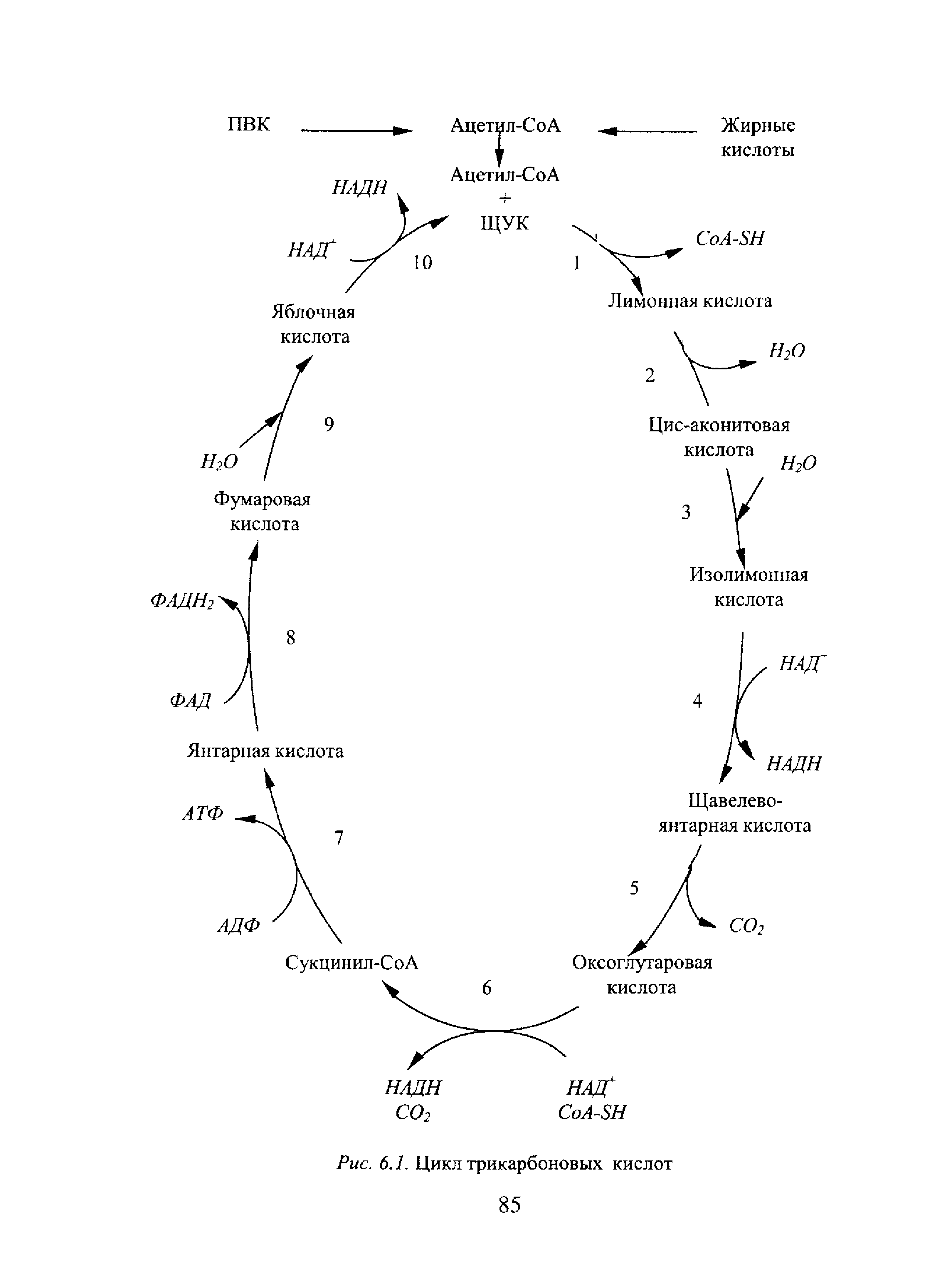 Суммарная реакция цикла трикарбоновых кислот