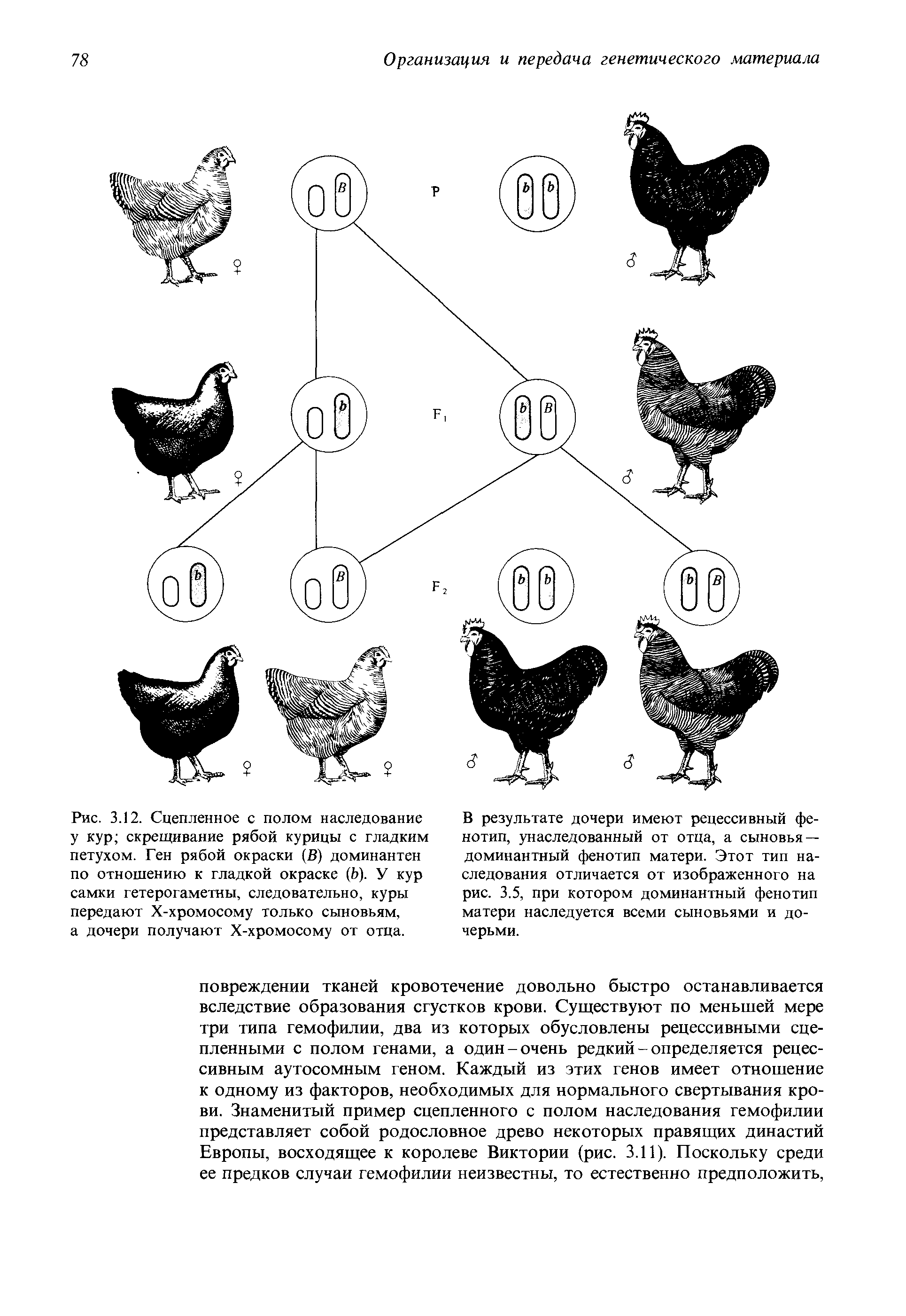При скрещивание курицы с листовидным
