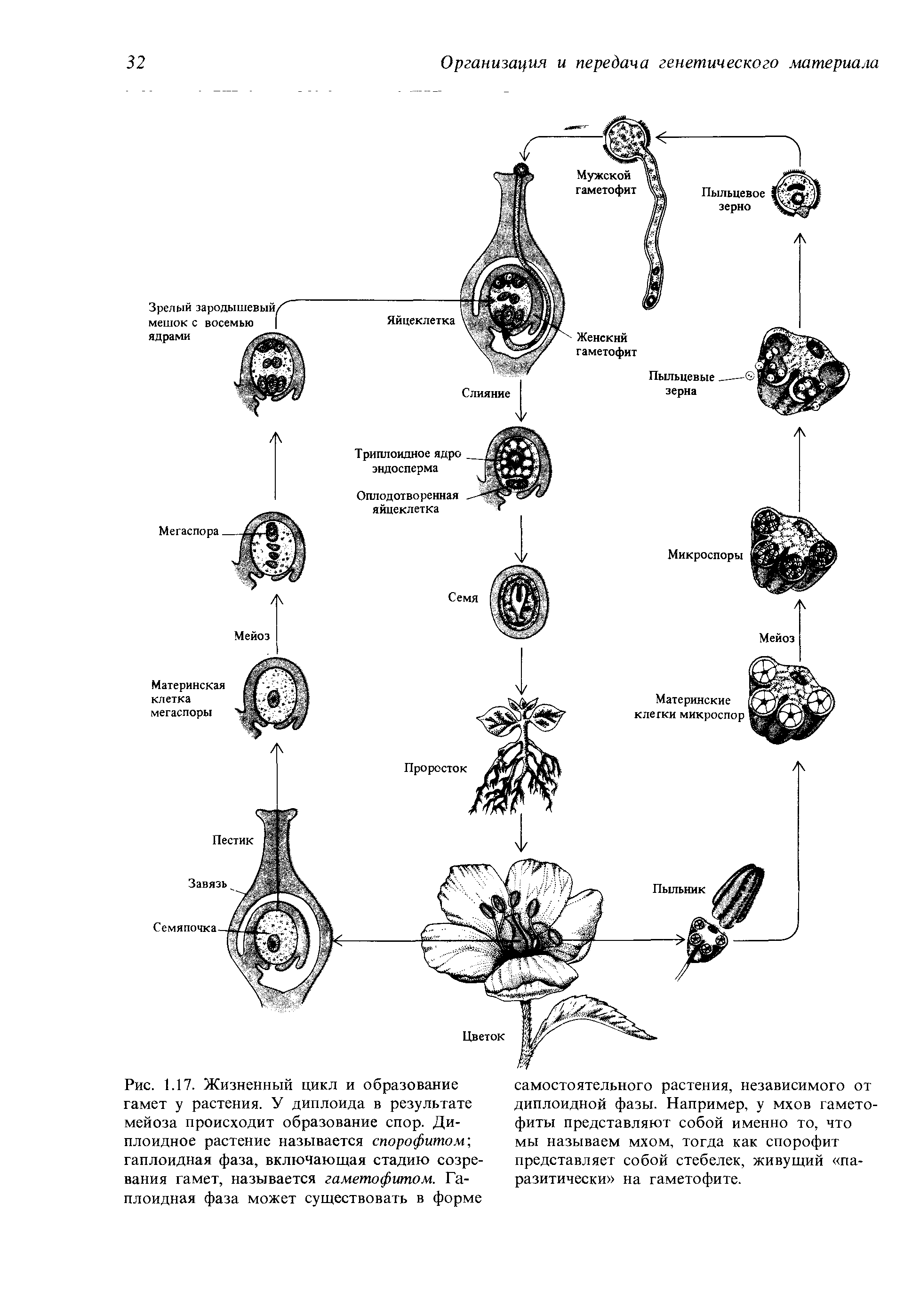 Покрытосеменные диплоидные. Жизненный цикл покрытосеменных растений схема. Жизненный цикл цветковых растений гаметофит. Цикл развития покрытосеменных растений схема. Жизненный цикл покрытосеменных схема ЕГЭ.