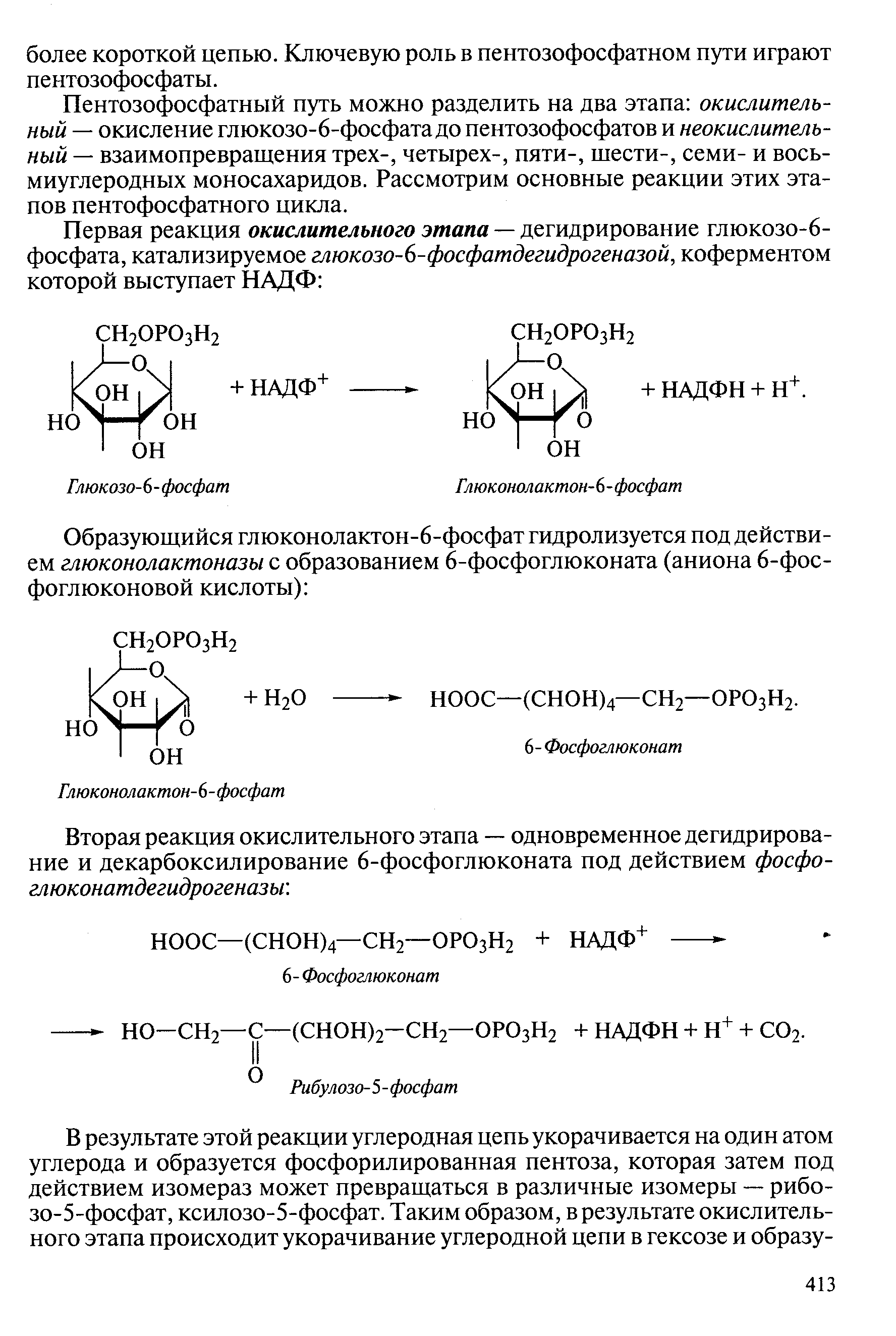 Пентозофосфатный путь можно разделить на два этапа окислительный — окисление глюкозо-6-фосфата до пентозофосфатов и неокислительный — взаимопревращения трех-, четырех-, пяти-, шести-, семи- и восьмиуглеродных моносахаридов. Рассмотрим основные реакции этих этапов пентофосфатного цикла.