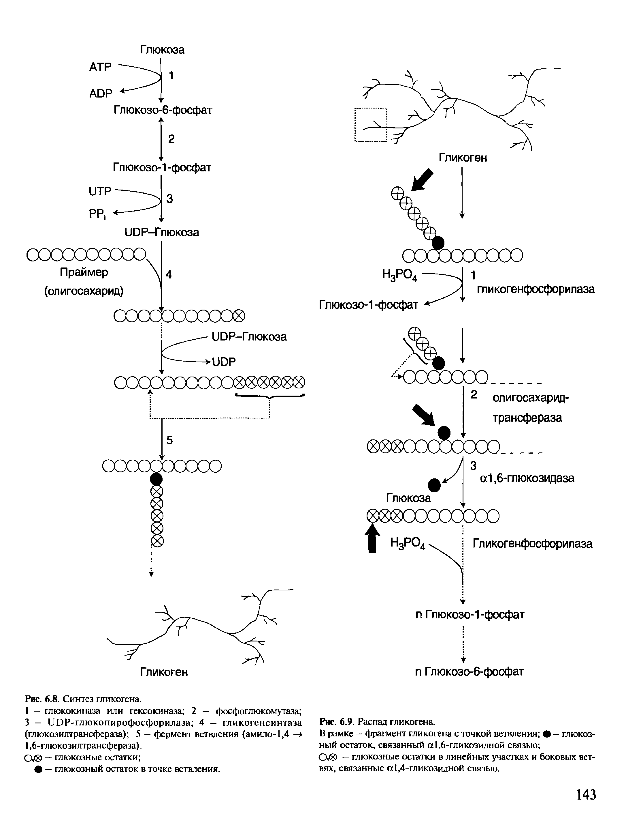 Биосинтез гликогена