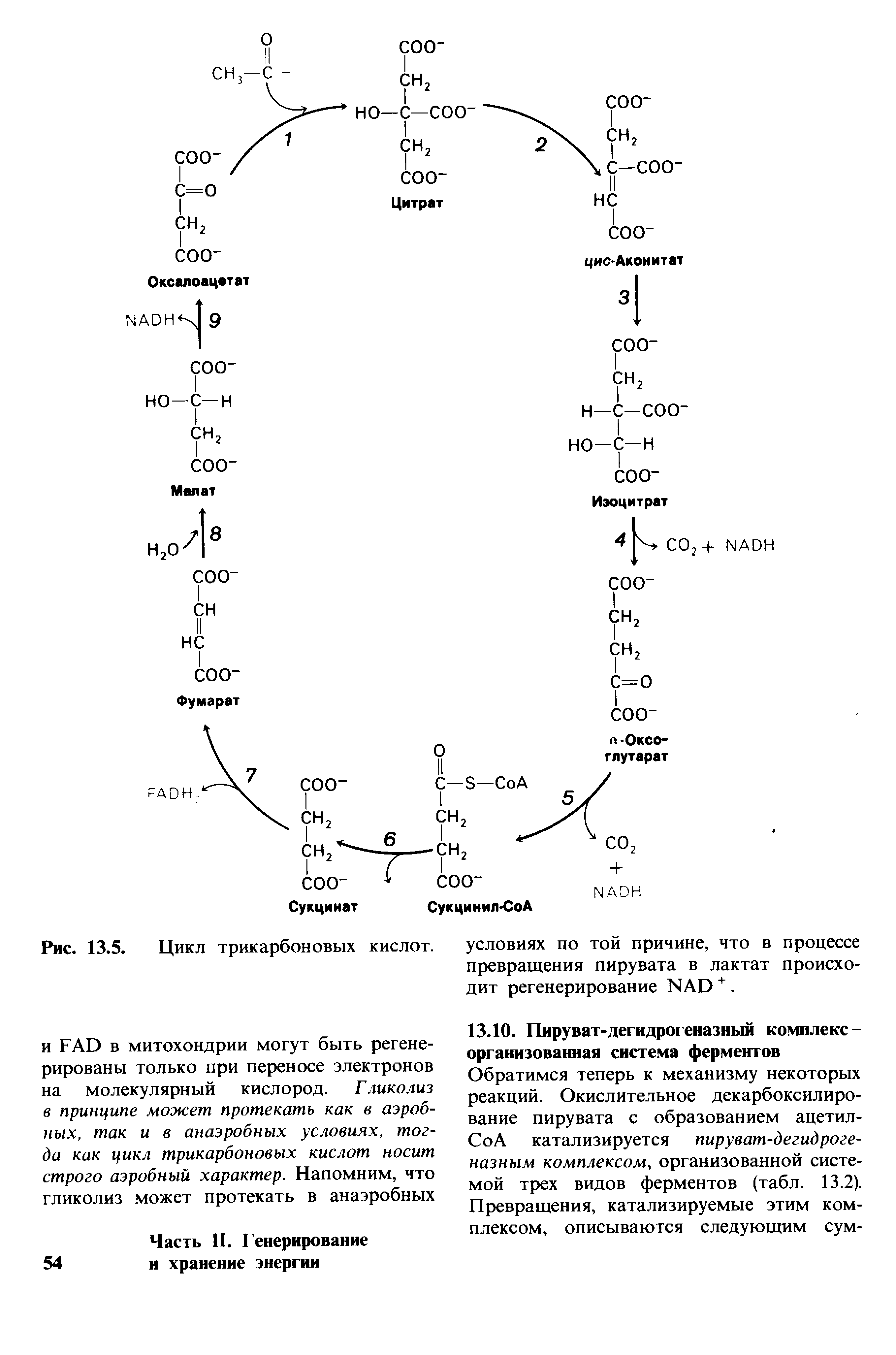Цикл трикарбоновых кислот этапы. Цикл трикарбоновых кислот. Схема превращений метаболитов в цикле трикарбоновых кислот. Коэнзим а участие в цикле трикарбоновых кислот. Оксалоацетат и цикл трикарбоновых кислот.