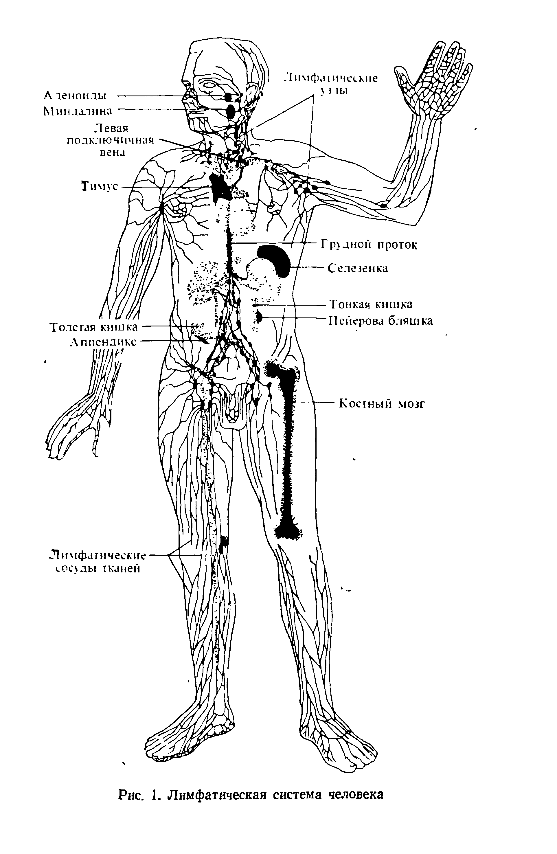 Система лимфоузлов человека. Схема движения лимфы анатомия. Лимфатическая система человека схема. Лимфатическая система анатомический атлас. Система лимфоузлов человека схема.