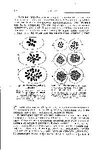 Фиг. 141. Полиплоидия в роде hrysanthemum (хромосомный набор в <a href="/info/700590">первой метафазе</a> мейоза).
