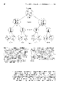 Рис. 3.2. <a href="/info/1354573">Закон независимого комбинирования</a> как следствие независимого расхождения негомологичных хромосом в мейозе. <a href="/info/629765">Скрещивание</a> растений, отличающихся по форме и цвету семян (гладкие желтые х зеленые морщинистые), дает гибридные растения, у которых в хромосомах одной гомологичной пары содержатся аллели К и г, а другой гомологичной пары-аллели У и у.