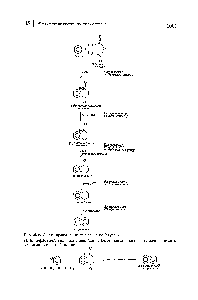 Рис. 35.2. <a href="/info/37305">Синтез производных</a> нафталина по Хеуорсу.