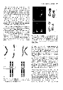 Рис. 2.51. <a href="/info/1354659">Перицентрическая инверсия</a> в хромосоме 2. А. О-окрашивание. Б. <a href="/info/376711">Схематическое изображение</a> сегментации [419].