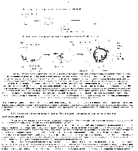 Рис. 8-4. Гипотезы эволюционного <a href="/info/101349">происхождения митохондрий</a>, хлоропластов, ЭР и <a href="/info/610972">клеточного ядра</a>, объясняющие топологические взаимоотношения этих внутриклеточных <a href="/info/509738">компартментов</a> в <a href="/info/283640">эукариотических клетках</a>. А. Митохондрии и хлоропласты могли возникнуть при поглощении бактерий <a href="/info/283640">эукариотической клеткой</a>. С помошью этой гипотезы можно объяснить, почему полость перечисленных выше органелл остается изолированной от обширного <a href="/info/1413171">везикулярного транспорта</a>, связывающего полости многих других внутриклеточных компартментов. Б.