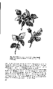 Рис. 44. <a href="/info/590988">Мучнистая роса</a>, или бель , розы белый мучнистый налет на пластинках листьев, черешках и бутонах.