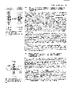 Рис. 11-48. Схематическое изображение <a href="/info/33627">метафазной хромосомы</a> с кинетохорными микротрубочками.