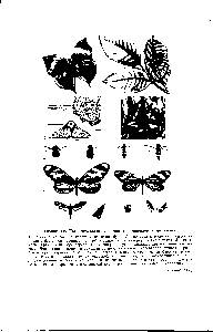 Таблица IV. Покровительственная окраска и мимикрия у насекомых