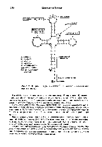Рис. 3-17. Вторичная структура тРНК из дрожжей (<a href="/info/150068">структура клеверного</a> листа).