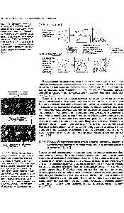Рис. 17-29. <a href="/info/19560">Схема метода</a> Ухтер-лони, с помощью которого выявляют взаимодействие антигена с антителом. Антитела и антигены помещают в отдельные лунки в <a href="/info/213876">агаровом геле</a>, и их <a href="/info/1540513">молекулы диффундируют</a> навстречу <a href="/info/16133">друг другу</a>. Когда антиген н комплементарные ему антитела встречаются в <a href="/info/26420">оптимальных соотношениях</a>, крупные <a href="/info/97309">комплексы антиген-антитело</a> прецнпитируют (выпадают в осадок) и могут <a href="/info/1780145">быть обнаружены</a> по рассеянию света.