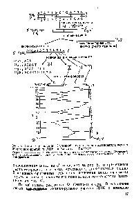 Рис. 6. <a href="/info/24353">Схема определения</a> 13-членной <a href="/info/98217">нуклеотидной последовательности</a> в 30-членном фрагменте ДНК по Максаму — Гилберту