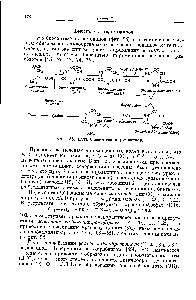 Фиг. 58. <a href="/info/296751">Путь биосинтеза</a> пиримидинов.
