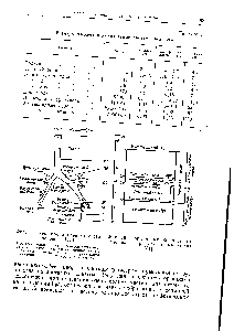 Фиг. 17. Схема бронхиального дерева человека [81].