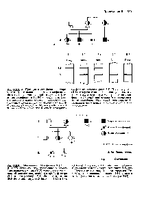 Рис. П.8.9. Родословная с гемофилией А (Din et al., 1985). Отметим, что гемофилию А можно было выявить у плода (П1,2) посредством <a href="/info/587009">пренатальной диагностики</a>, используя пробу фактора VIII и рестриктазу Bgl, без тестирования ДНК-фенотипов <a href="/info/1696521">двух</a> гемофиликов (111,1 и 1,3).