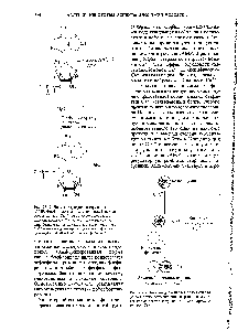 Рис. 25-14. Кальмодулин <a href="/info/1907646">играет роль</a> медиатора во многих <a href="/info/6306">ферментативных реакциях</a> и системах мембранного транспорта, активируемых ионами Са .