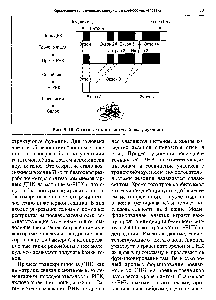 Рис. 3.15. <a href="/info/1838163">Основные этапы синтеза</a> белка у эукариот