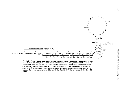 Рис. 15.21. <a href="/info/98217">Нуклеотидная последовательность</a> аттенуаторного лидерного транскрипта trp-one-рона Е. соИ. Отмечен <a href="/info/166649">участок связывания</a> с рибосомой и участок, кодирующий 14-членный S