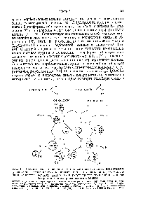 Рис. 13. Схематическое сравнение аминокислотных остатков, вовлекаемых в неполярные вандерваальсовы контакты с порфирииовым каркасом, <a href="/info/574076">миоглобина Кашалота</a> (верхний ряд) и а- и Р-субъединиц <a href="/info/155460">гемоглобина лошади</a> (второй и третий ряды соответственно).
