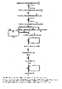 Рис. 99. <a href="/info/98615">Схема гликолиза</a> (<a href="/info/36412">превращение глюкозы</a> в две молеку.яы пирувата)