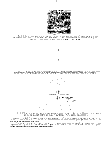 Рис. 14-44. <a href="/info/199469">Схема различных</a> <a href="/info/169243">случайных конформаций</a> молекулы эластина. В отличие от большинства белков эластин не приобретает какой-то уникальной структуры, а <a href="/info/572306">постоянно переходит</a> от одной частично развернутой <a href="/info/169243">случайной конформаций</a> к другой, третьей и т.д.