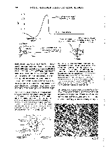 Рис. 24-15. А. Схема синапса, на которой показаны его основные функциональные компоненты. Митохондрии вырабатывают АТР, необходимый для концентрирования нейромедиатора в секреторных везикулах, а также энергию, исполь (уемую для обратного всасывания нейромедиатора из <a href="/info/103587">синаптической щели</a>. Б. <a href="/info/73091">Электронная микрофотография</a>, на которой видно <a href="/info/1391396">высвобождение</a> нейромедиаторов из секреторных везикул в <a href="/info/101687">нервно</a>-мышечное соединение.