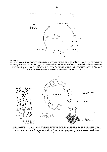 Рис. 7-12. <a href="/info/73091">Электронная микрофотография</a> и схематическое изображение гранул гликогена - главной резервной <a href="/info/629877">формы углеводов</a> в <a href="/info/1406608">клетках позвоночных</a>. Гликогеп - это полимер глюкозы, и каждая гранула представляет собой едипствеппую сильно разветвленную молекул> Синтез и расщеплепие гликогена катализируют ферменты, связанные с поверхностью гранул, в гом числе <a href="/info/187131">гликогенсинтаза</a> и расщепляющий фермент