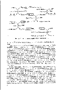 Рис. 25. <a href="/info/1895063">Схема последовательных этапов</a> синтеза белка.
