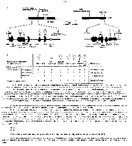 Рис. 10-23. Известные <a href="/info/1339603">белки-регуляторы</a>, контролирующие экенрессию гена Р-глобина курицы в <a href="/info/1897622">ходе нормального развития</a> эритроцита. Здесь суммированы данные экснериментов, описанных на рис. 10-20 и 10-21 аналогичных опытов, проведенных с мутантными элементами, расположенными <a href="/info/1868960">перед промотором</a>, а также <a href="/info/1896848">результаты анализа другого</a> типа. А. Связывающие участки <a href="/info/1339603">белков-регуляторов</a> и их действие.
