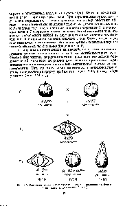 Рис. 3.5. Комплементарное взаимодействие генов, определяющих форму плода тыквы (соотношение 9 6 1)