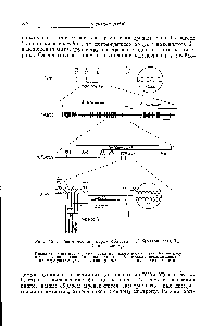 Рис. 129. <a href="/info/628973">Генетическая карта области</a> г II бактериофага Т1. (По Бензеру).