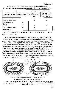 Рис. 5. <a href="/info/98958">Клеточная стенка грамположительных</a> (А) и грамотрицательных (Б) эубактерий 