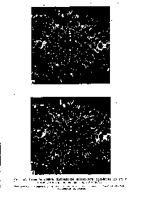 Рис. 7. Гелиевое ионное <a href="/info/1689496">изображение поверхности</a> вольфрама до (а) и после (б) адсорбции водорода при Т 20° К.