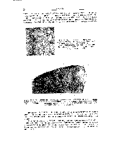Рис. 8. Полированная поверхность железо-никелевого метеорита, на которой видны большие кристаллические зерна, ориентированные параллельно ( Впдманштеттова структура ). Изображение составляет приблизительно 40% натуральной величины—этот метеорит имеет в длину около 25 см.