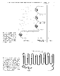 Рис. 12.5. Структура 2,5-ОКО-ре-дуктазы, воссозданная исходя из ее <a href="/info/31042">аминокислотной последовательности</a>. Стрелки - р-слои, полоски -а-спиральные участки, кружки -аминокислотные остатки, находящиеся на Н- и С-концах молекулы или соединяющие (З-слои и а-спи-рали. Показаны три петли, возможно, участвующие в <a href="/info/100571">связывании субстрата</a>. Желтый кружок — 192-й аминокислотный остаток.