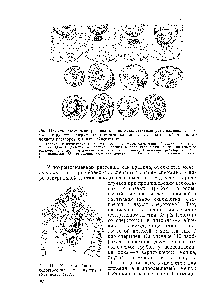 Рис. 114. <a href="/info/1093773">Конец двойного</a> оплодотворения у кукурузы Устинова, 1962).